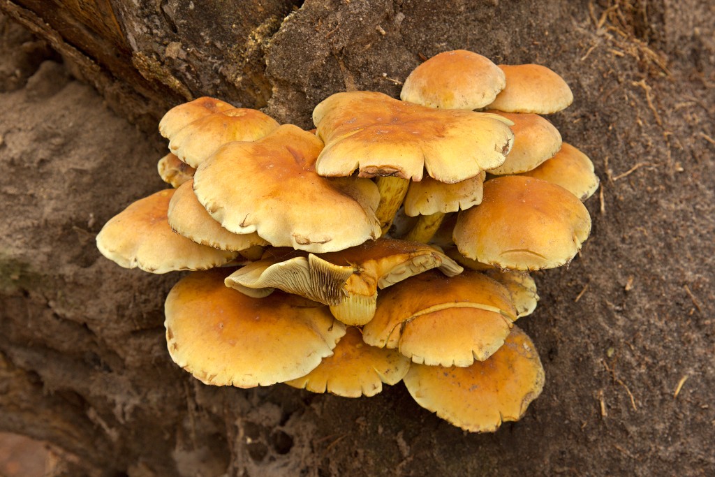 Oisterwijkse Bossen en Vennen Kampina natuurgebied natuur hdr oisterwijk Nationaal park Landschap Het Groene Woud hei heide bossen natuurmonumenten brabant